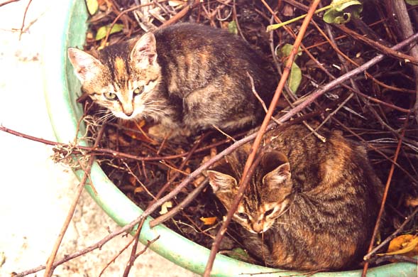 h-Kittens