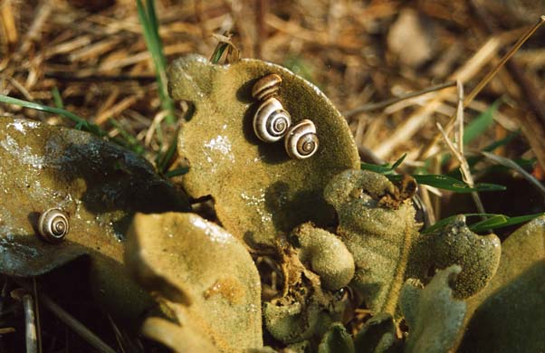 142-Snails