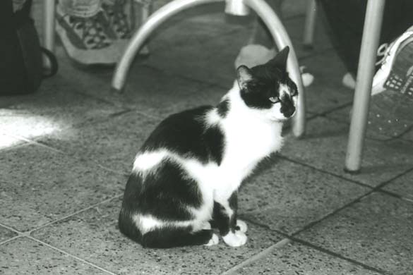 145-Cow cat