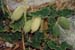 141-Squirting plant-1