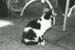 145-Cow cat