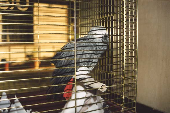 101-Parrot