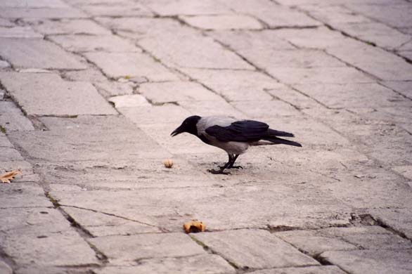 117-Crows