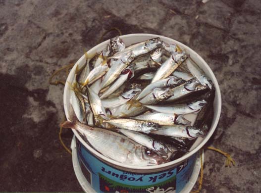128-Day's catch from Bosporus