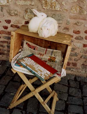143-Fortune telling bunnies