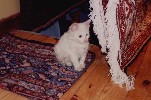 184-Van kitten-a