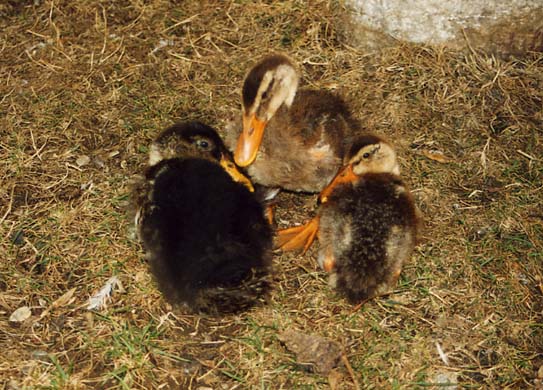 186-Duck chicks