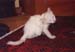 183-Van kitten-b