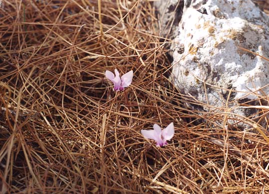 110-Cyclamen