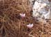 110-Cyclamen