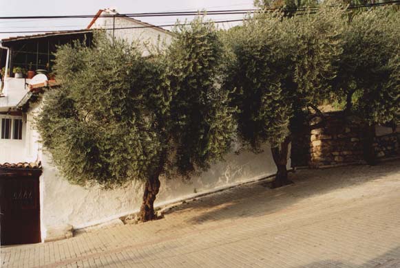 101-Olive tree lined street