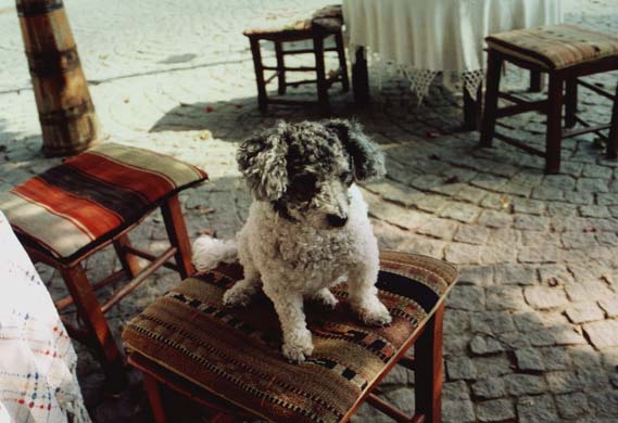 103-Restaurant mascot dog