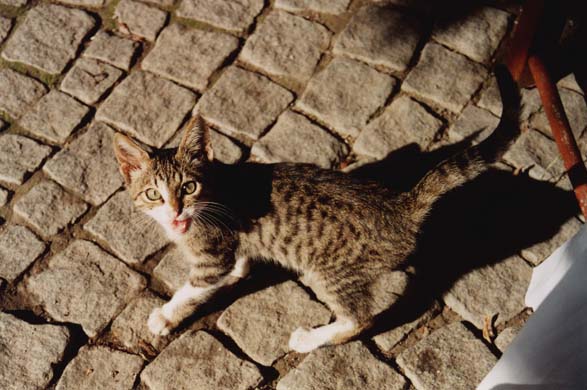 104-Restaurant mascot kitten