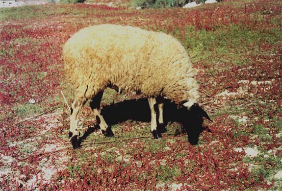 117-Grazing goat at Temple of Artemis-a