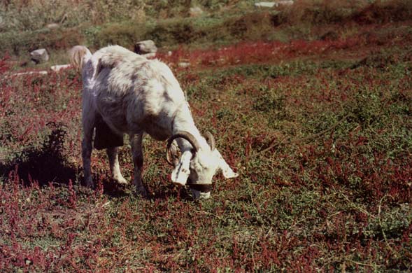 118-Grazing goat at Temple of Artemis-b