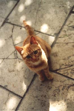 119-Local cat