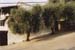 101-Olive tree lined street