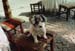 103-Restaurant mascot dog