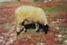 117-Grazing goat at Temple of Artemis-a