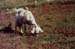 118-Grazing goat at Temple of Artemis-b