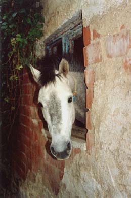108-Local horse