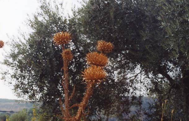 110-Thistles