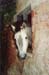 108-Local horse