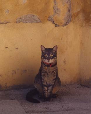 148-Cat-b