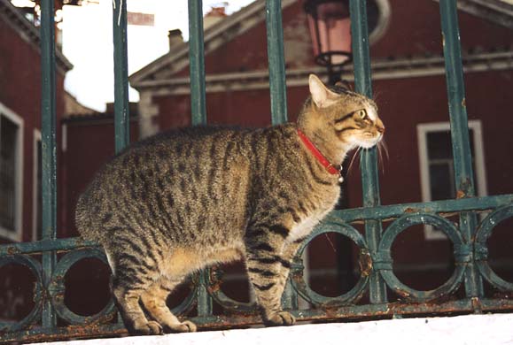152-Cat-g