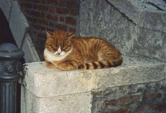 153-Cat-f