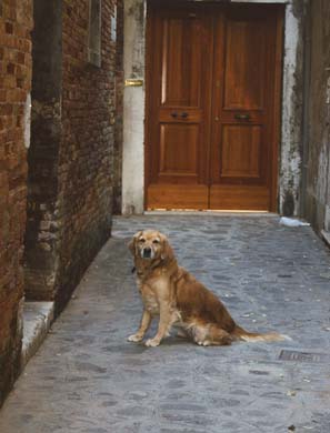 155-Dog-a