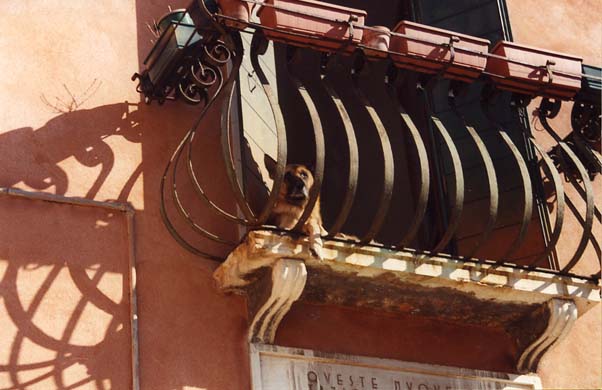 156-Dog-c