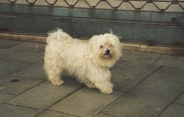 159-Dog-e