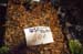 118-Fish market-f