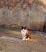 150-Cat-d
