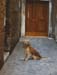 155-Dog-a