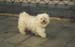 159-Dog-e