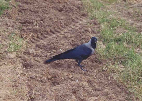 119-house-crow-1