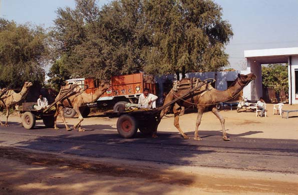 143-camel-cart-2