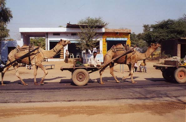 144-camel-cart-1