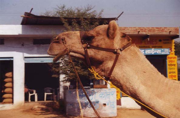 145-camel-1