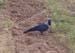 119-house-crow-1