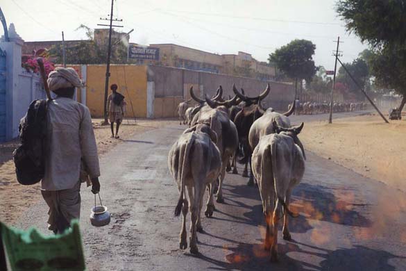 104-cattle-traffic-1