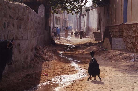 116-Fatehpur-goat-2