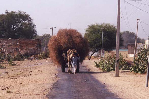 124-Overload-camel-cart-1