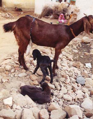 127-Jhunjhunu-goats-3
