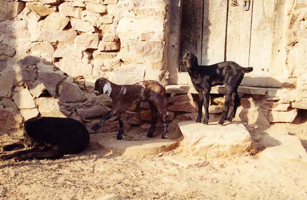 128-Jhunjhunu-goats-1