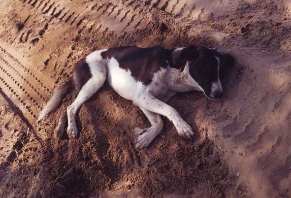 128-dog-in-shade