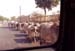 105-cattle-traffic-2