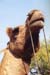 110-camel-2
